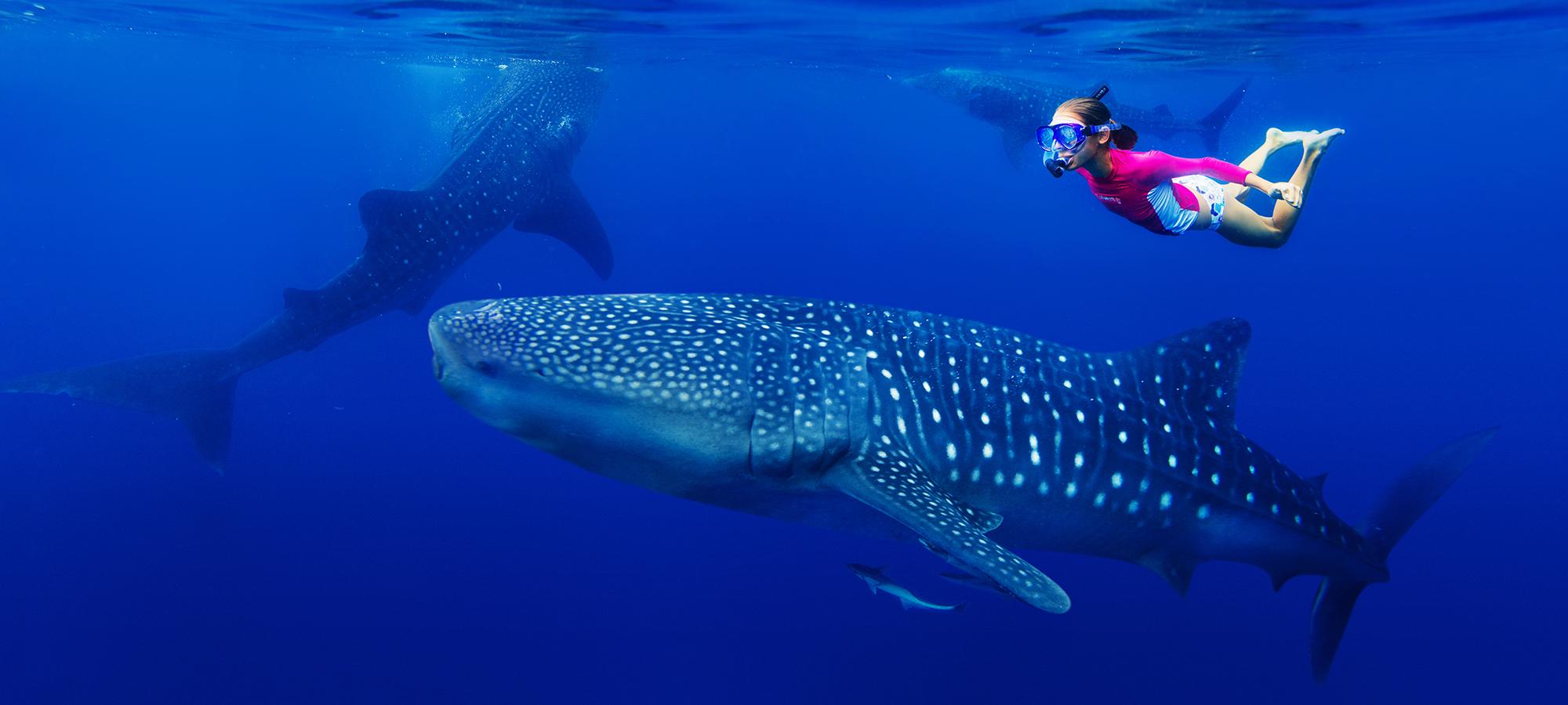 Whale Shark Adventure